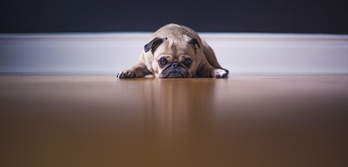 Dog-Friendly Polished Concrete Floors – Ahead of the Pack!