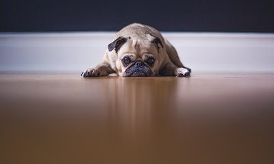 Concrete Floor Finishes – A Modern Twist on Old Floors