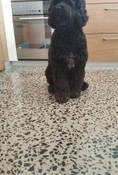 Reasons Why Concrete Floors Are Pet Friendly